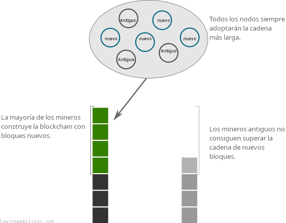 Diagrama que muestra a la mayoría de los mineros construyendo la cadena más larga con nuevos bloques después de la actualización SegWit.
