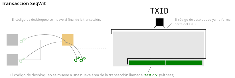 Diagrama que muestra la posición de las firmas en una transacción segwit y el TXID siendo creado a partir de todos los datos de la transacción excepto las firmas.